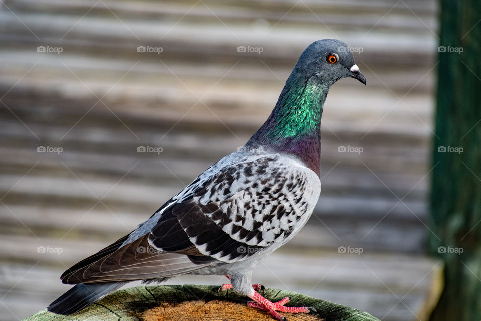 dock pigeon