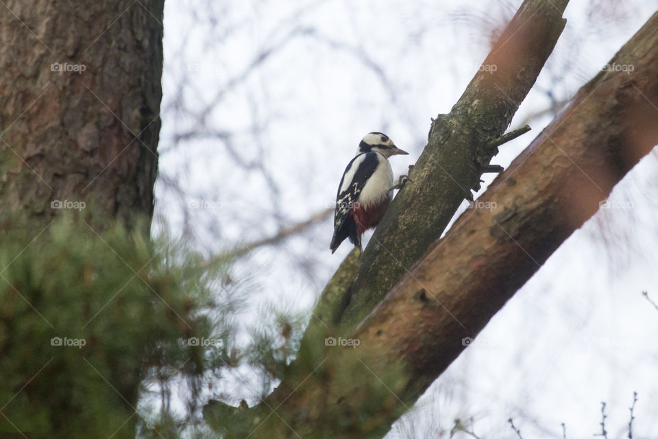 Woodpecker on branch  - hackspett 