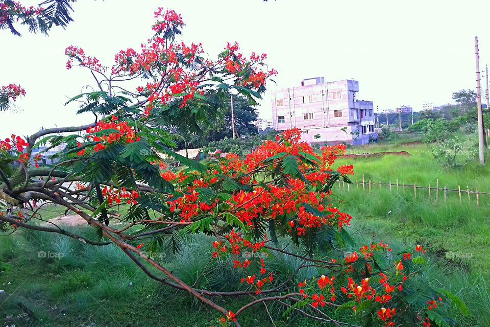 Royal poinciana flower