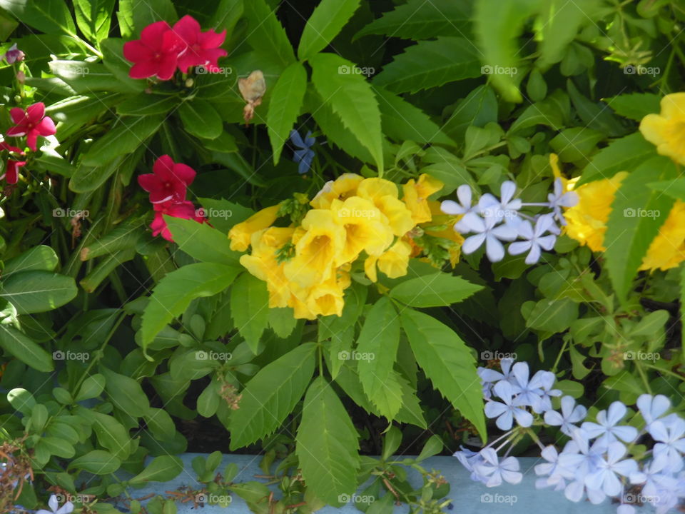 tropical flower 🌸. This is a vacation photo 📷 that I took while visiting port Aransas Texas. 👣 🚶 🏃 🔥 💨