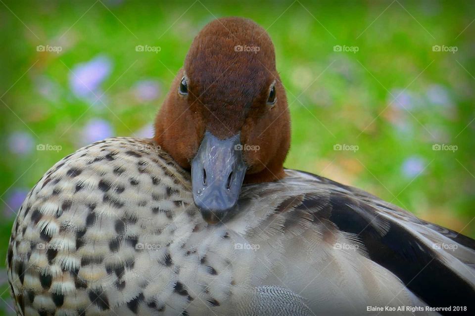 Beautiful closeup of a bird in Brisbane.