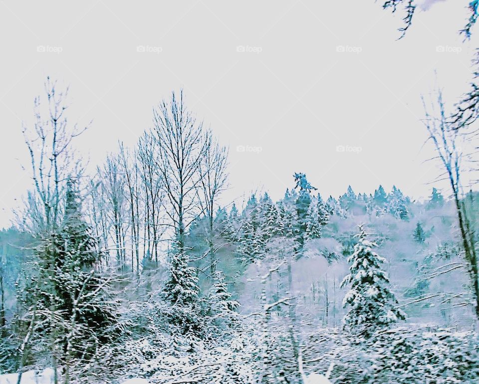 A scenic view of trees laced with newly fallen snow in the foothills on a cloudy morning.