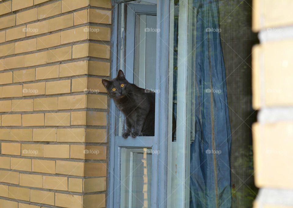 Window, House, Door, Cat, Architecture