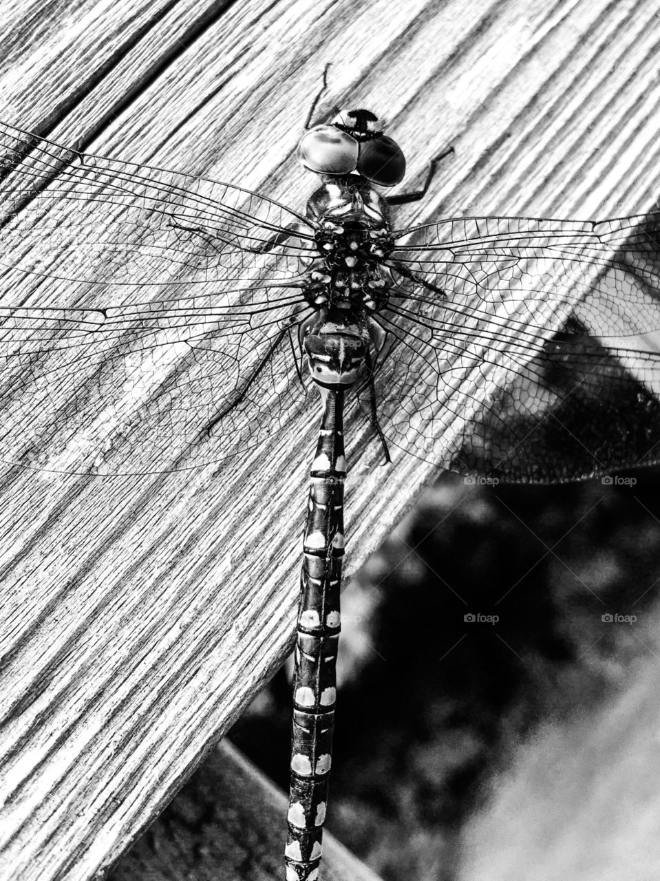 Dragonfly