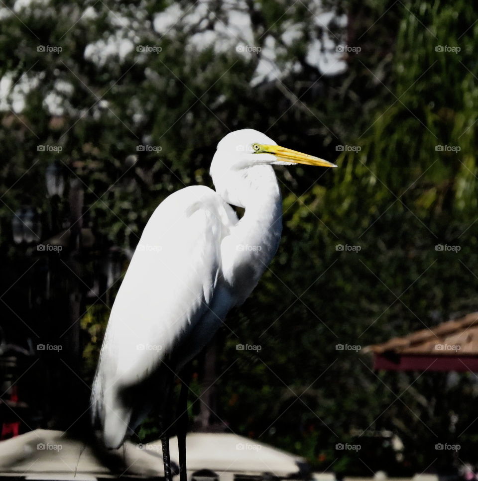 White bird