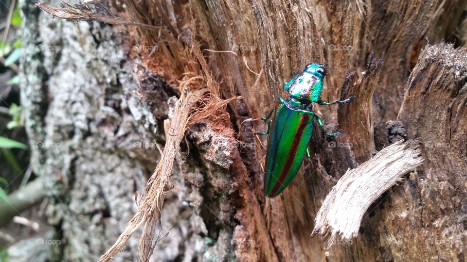 jewel beetle