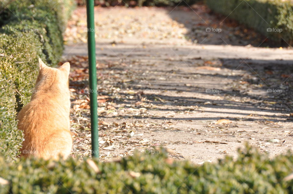 #busstop #cat #alone #winter #stop