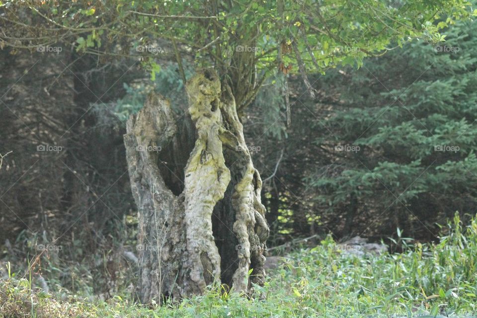 old hollow fruit tree