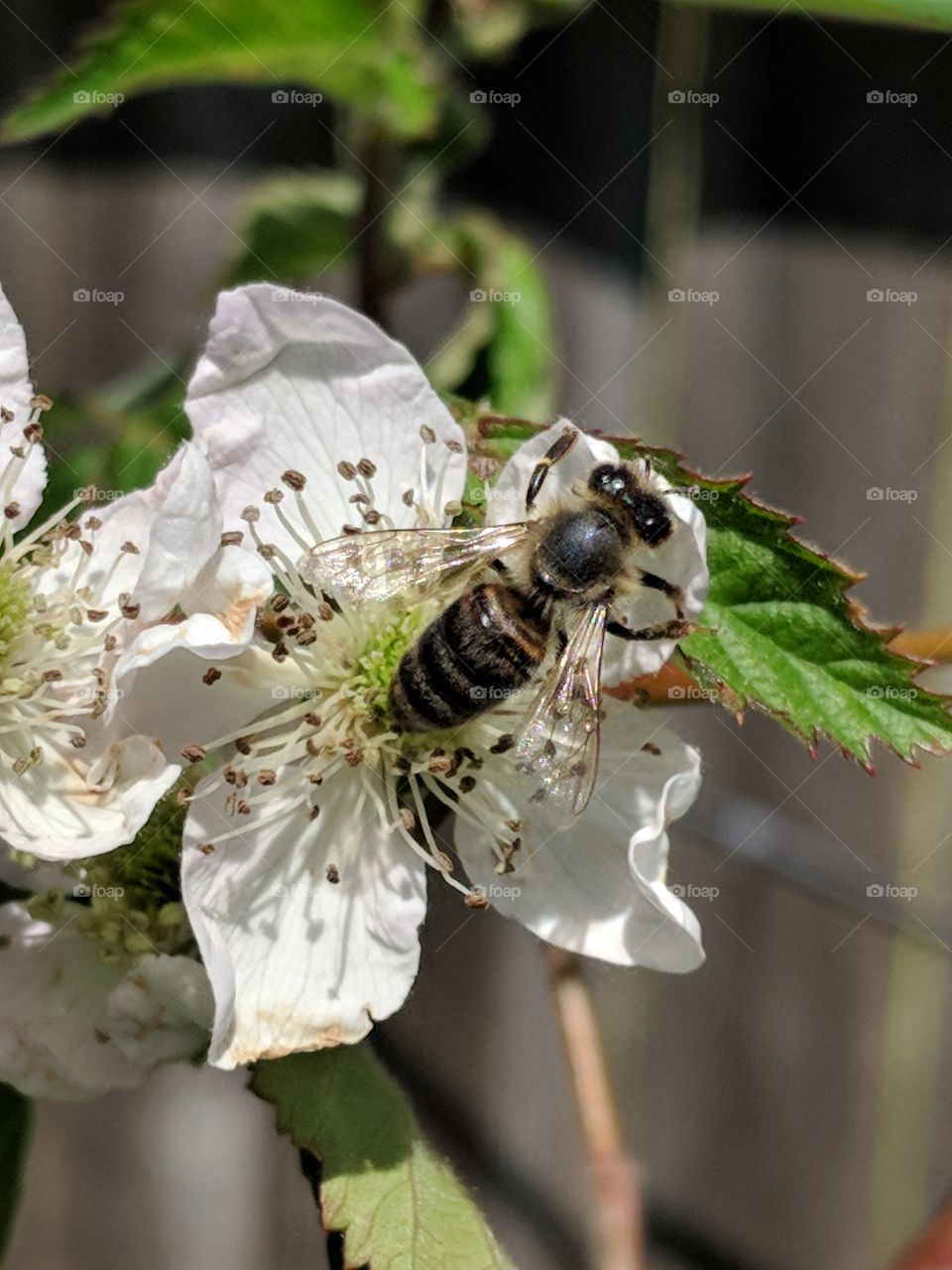 pollinating blackberries