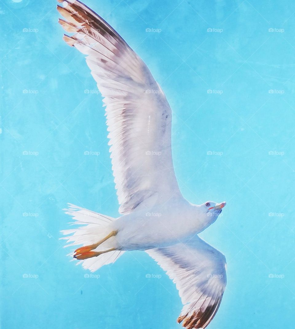 Flying Seagull