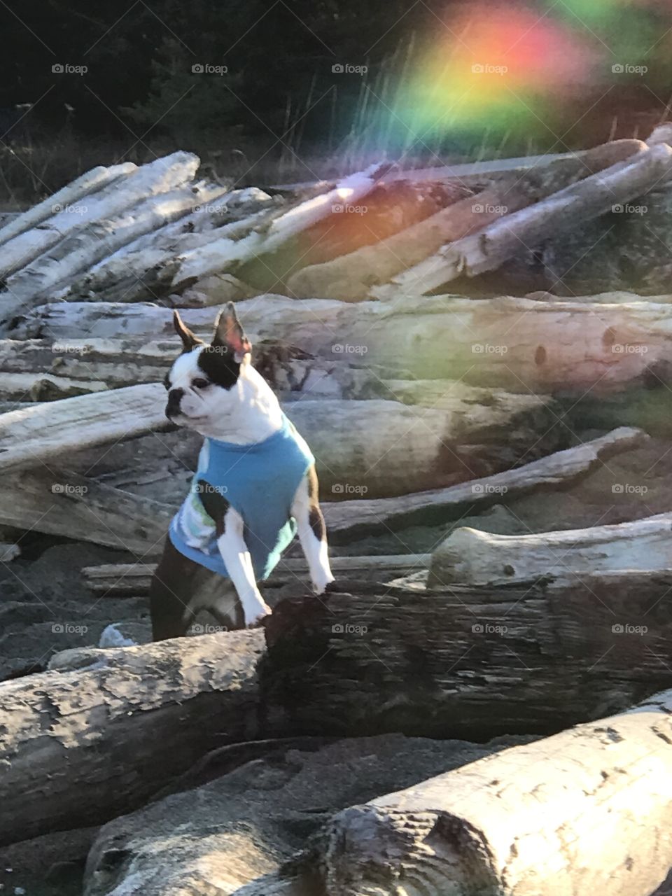Another day at the beach with pups but this time some beautiful late afternoon winter sun warmed us while we took in the view. A little reflected light created a little prismatic rainbow effect. 