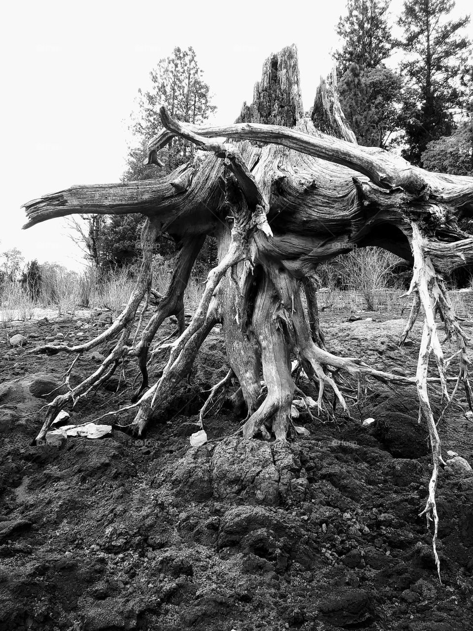 stump roots in b/w