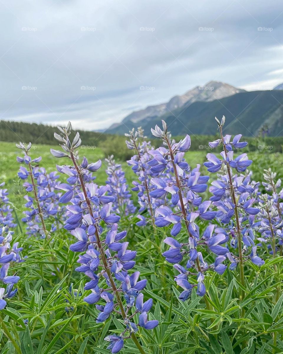 Aspen Lupines 💕