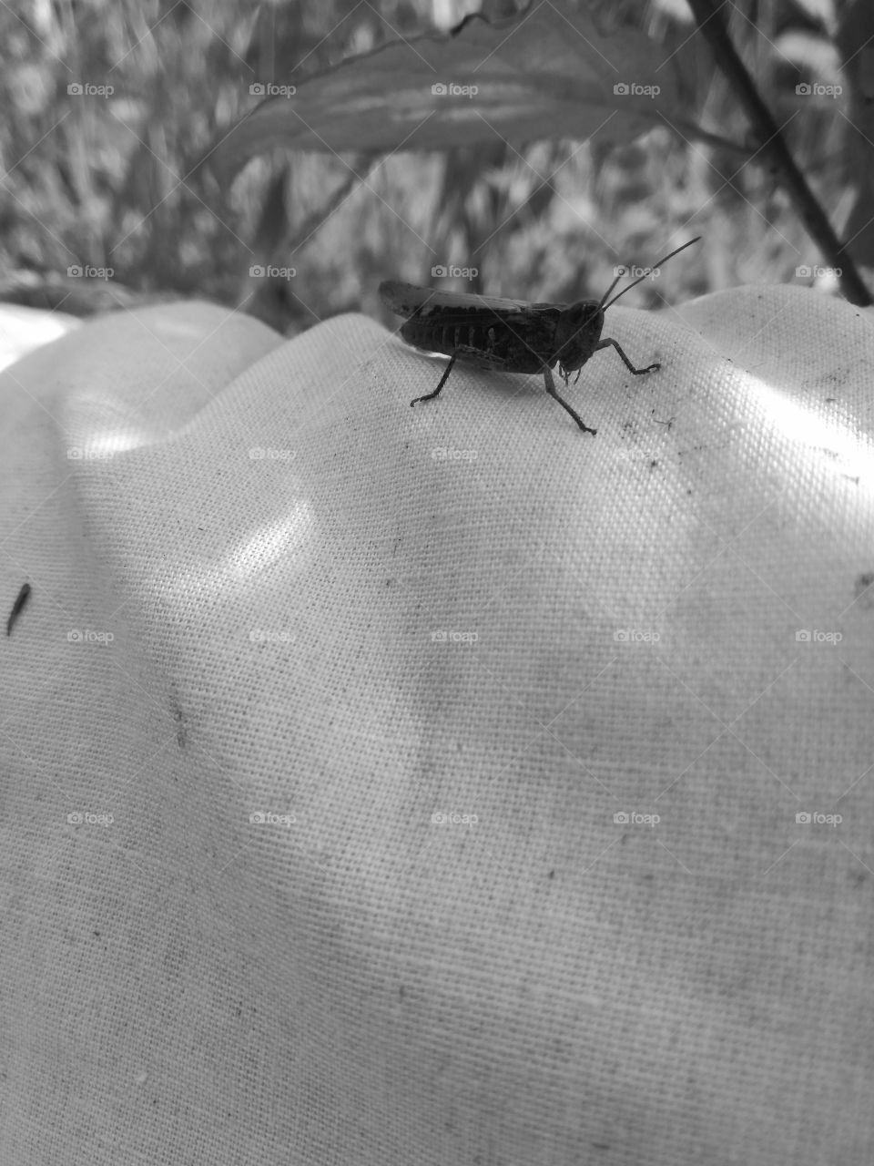 adult cricket in the wild monochrome