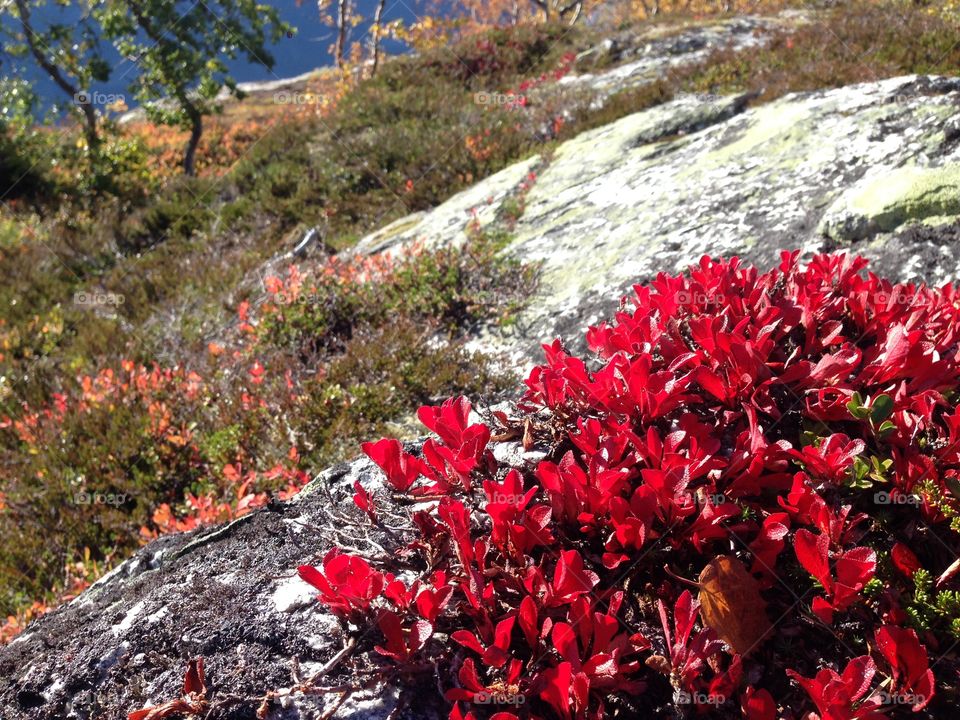 Autumn plant in bloom