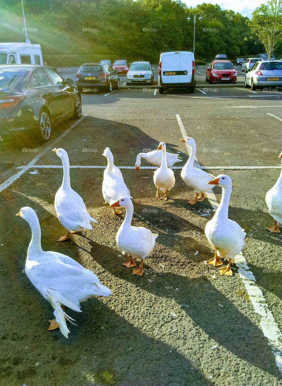 geese in carpark