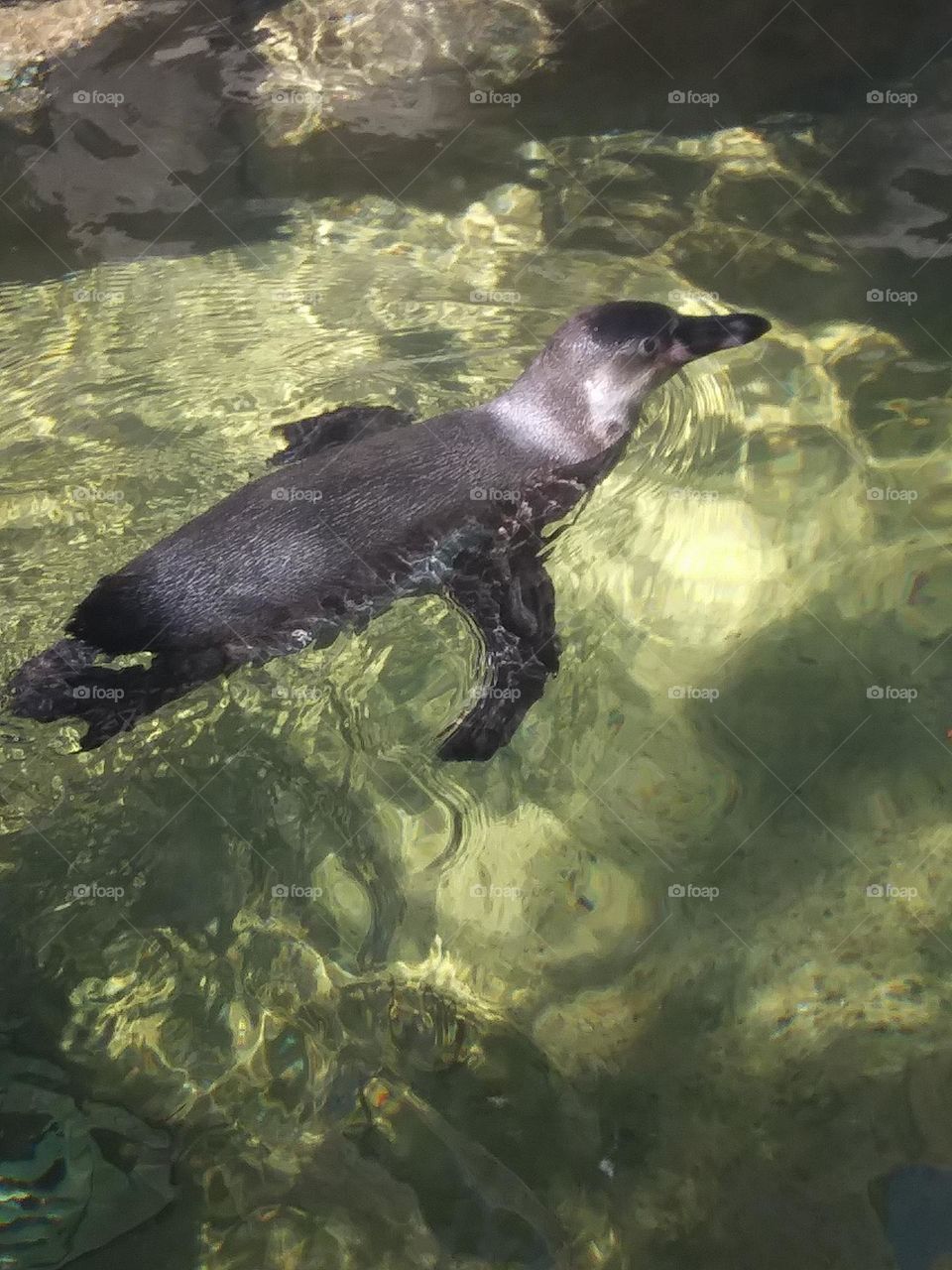 Penguin
