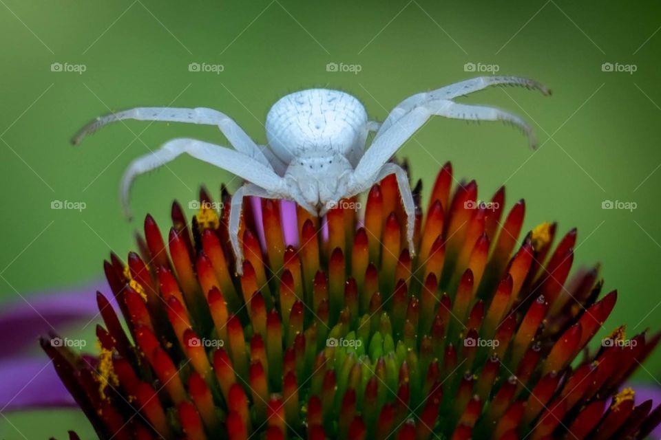 A goldenrod crab spider seems to be performing a special dance atop the cone flower. Raleigh, North Carolina. 