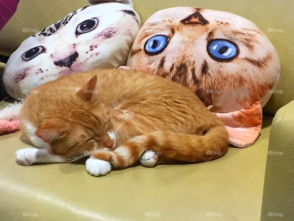 Cat curled up sleeping on a sofa with two cat face pillows 