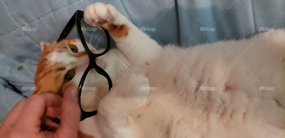Cute cat plays with glasses