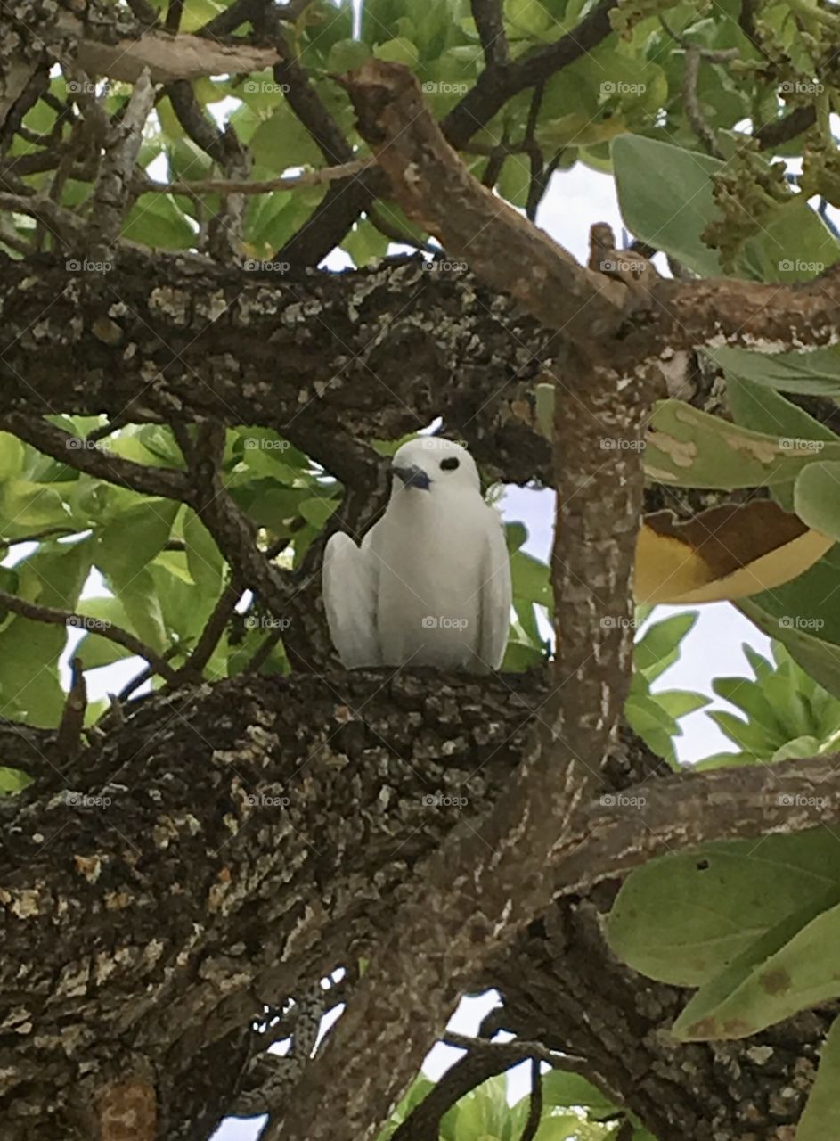 White sterna in Polynesia