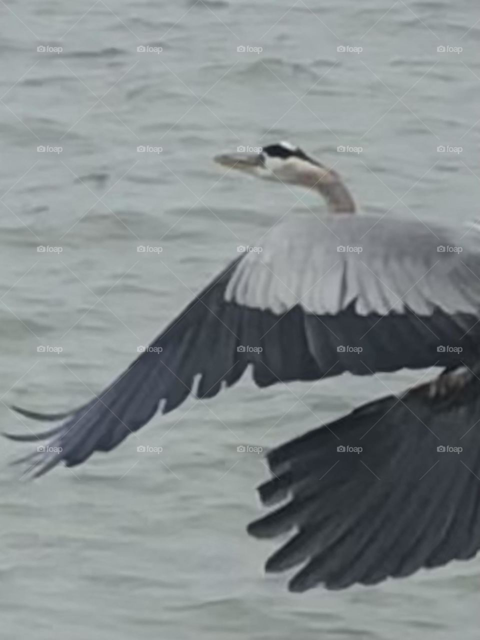 The same blue heron took off to land on another piling in the water - love his wings!