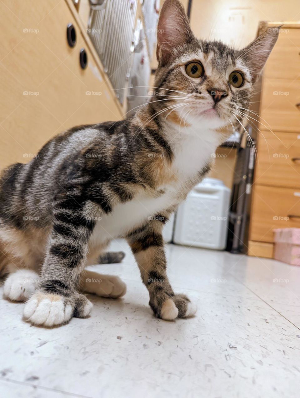 Every day is Caturday