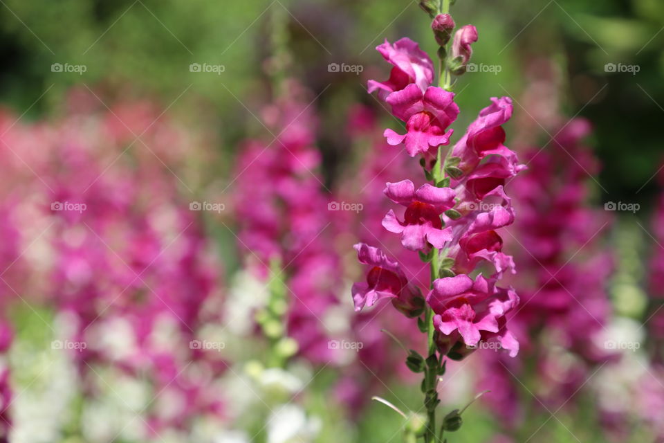 Pink flowers blooming in summertime 