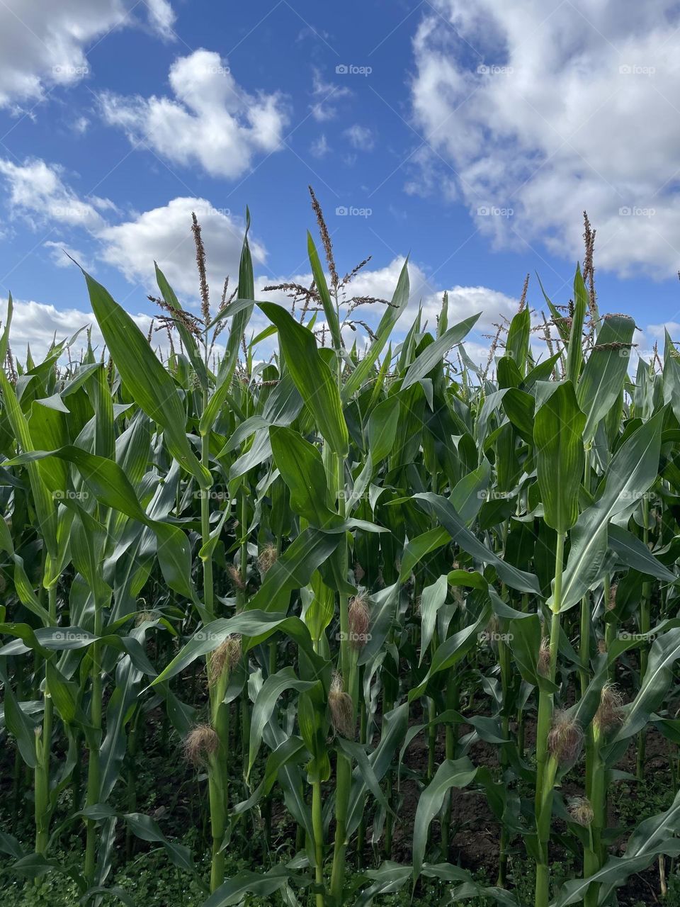 Farmers crop growing in the field but I don’t know what it is ?