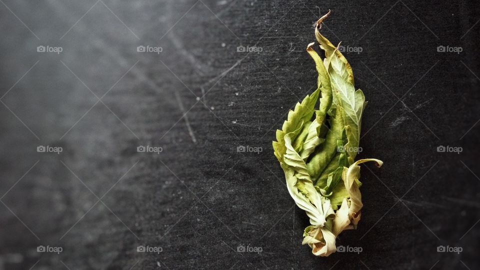 dry cannabis leaf on black desk