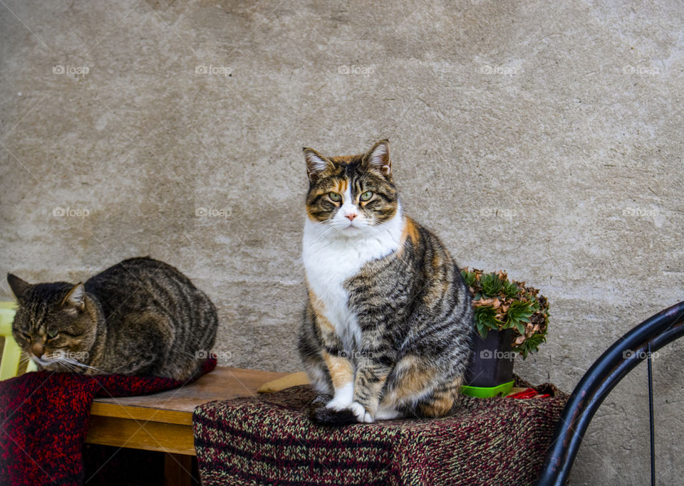 Two colorful cats sitting on the table