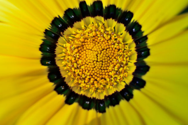 Daisy macro