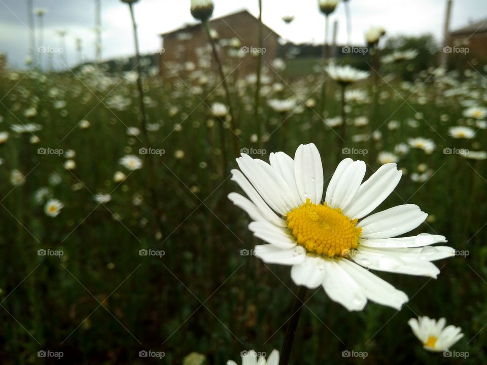 wild daisies, daisies on the field, willow flowers, the flora of the Crimea, the beauty around