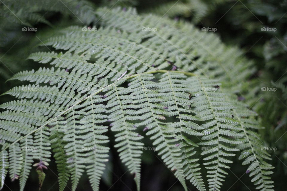 Somewhere in the Alaskan rainforest