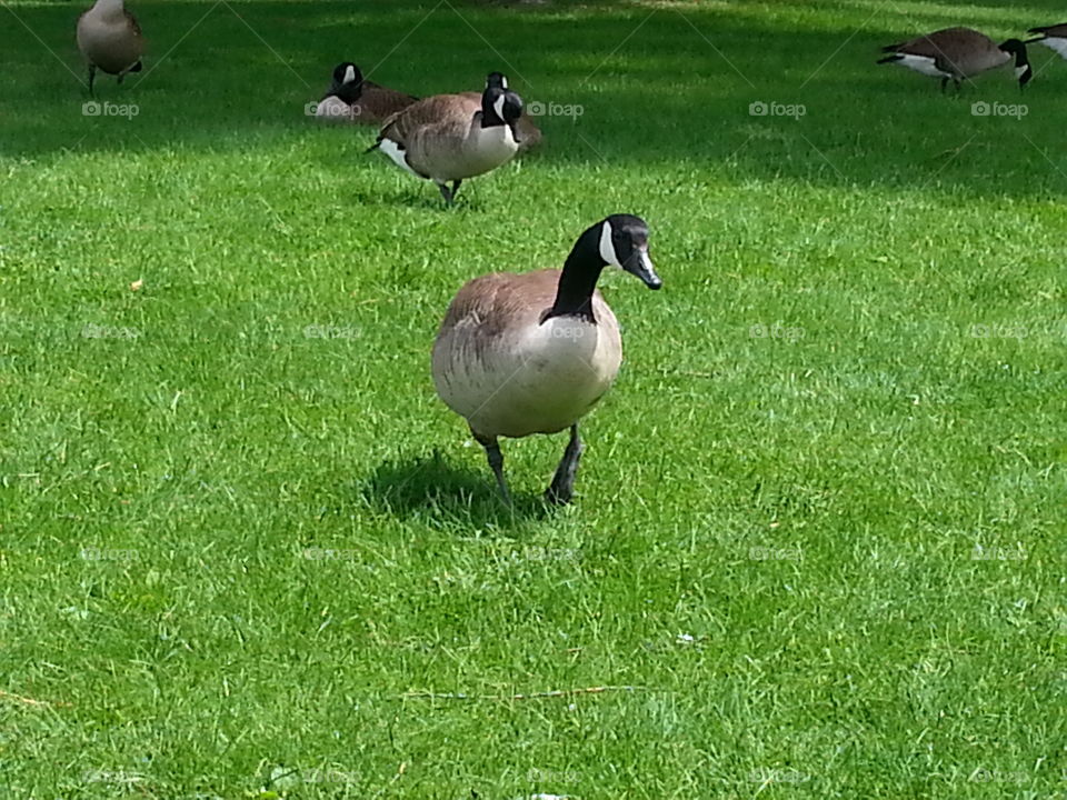 Happy Geese. happy geese