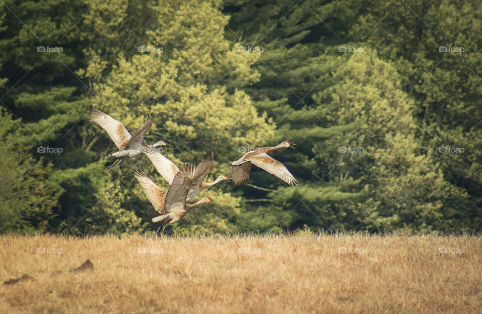 sand crane in flight