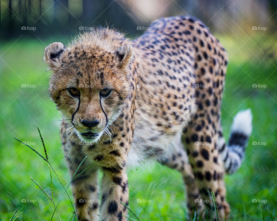 Cheetah looks