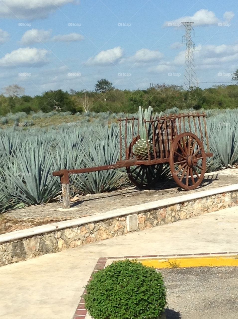 Agave