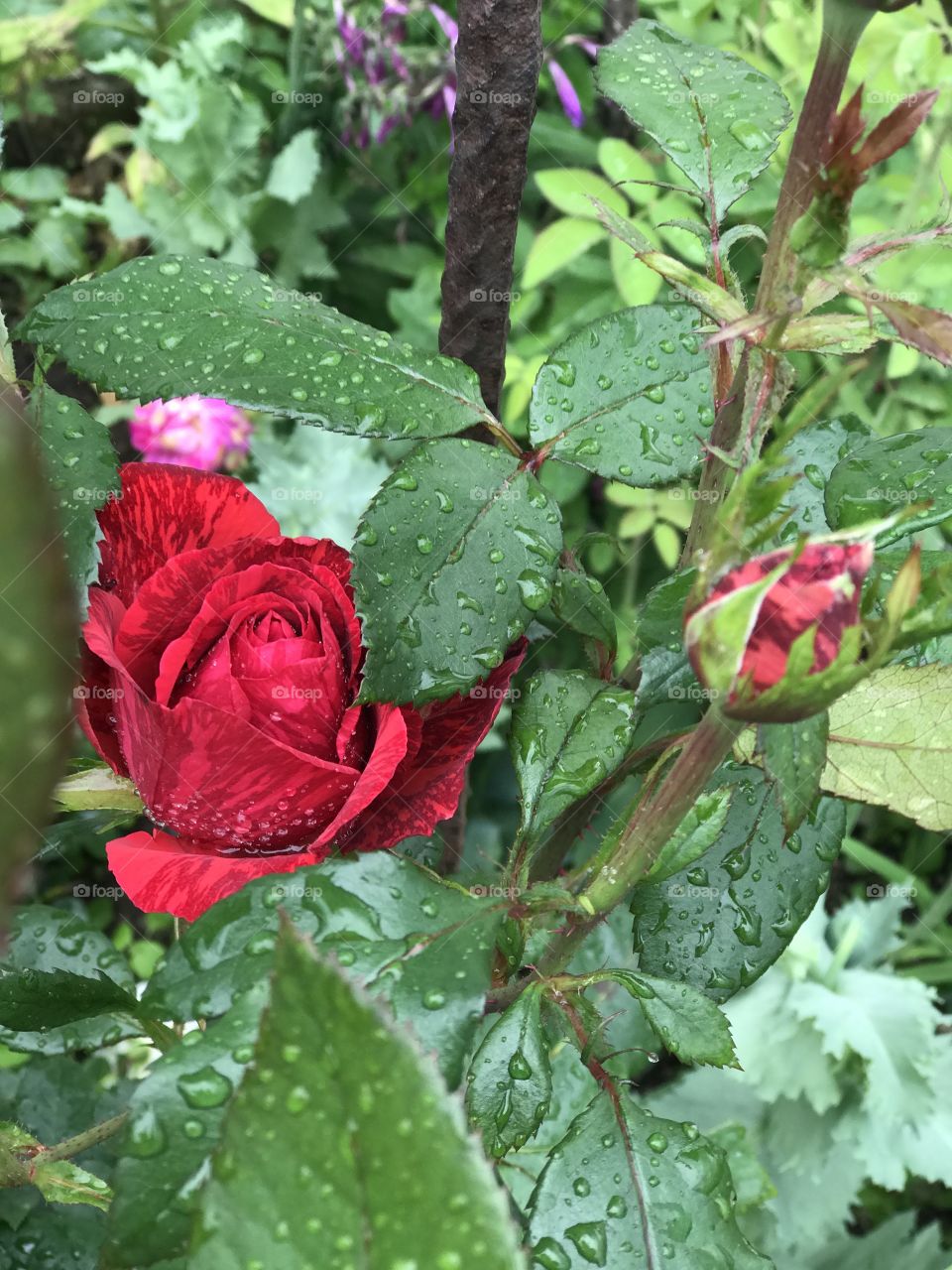 Red Roses