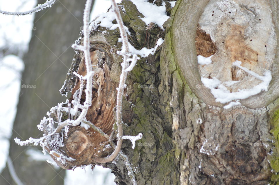 winter forest