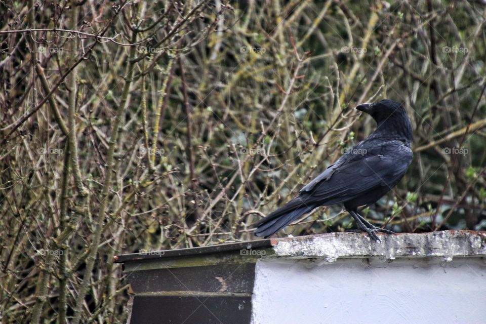 Crow sitting on a wall