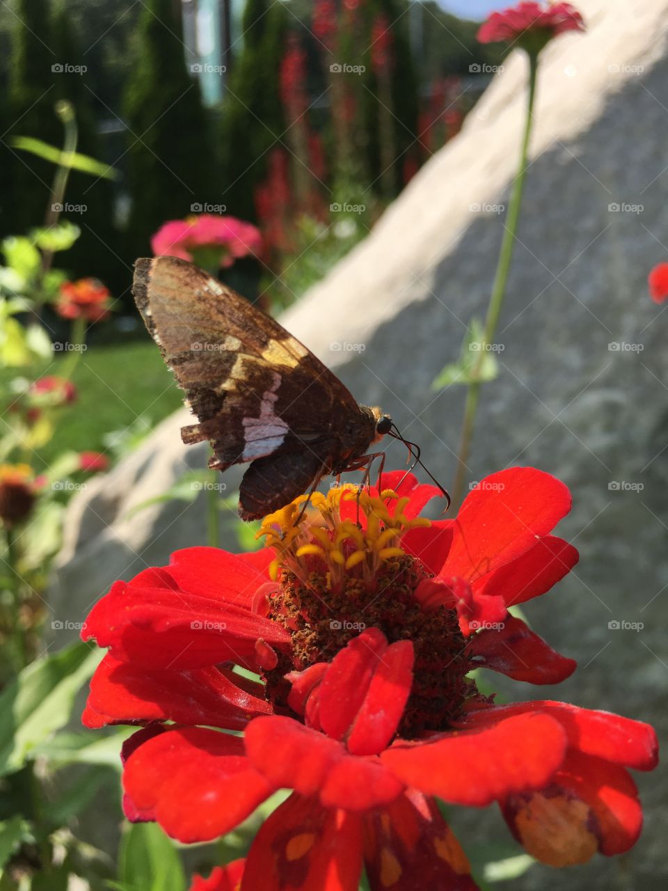 Brown butterfly on red Zinnia 