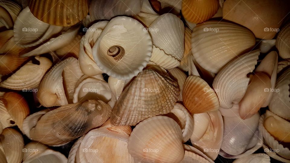 Shells