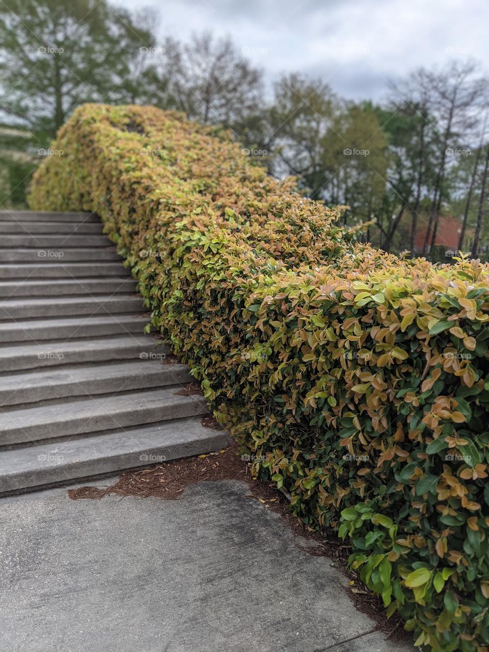 vine bridge wall fall color leaves vines bridge wall