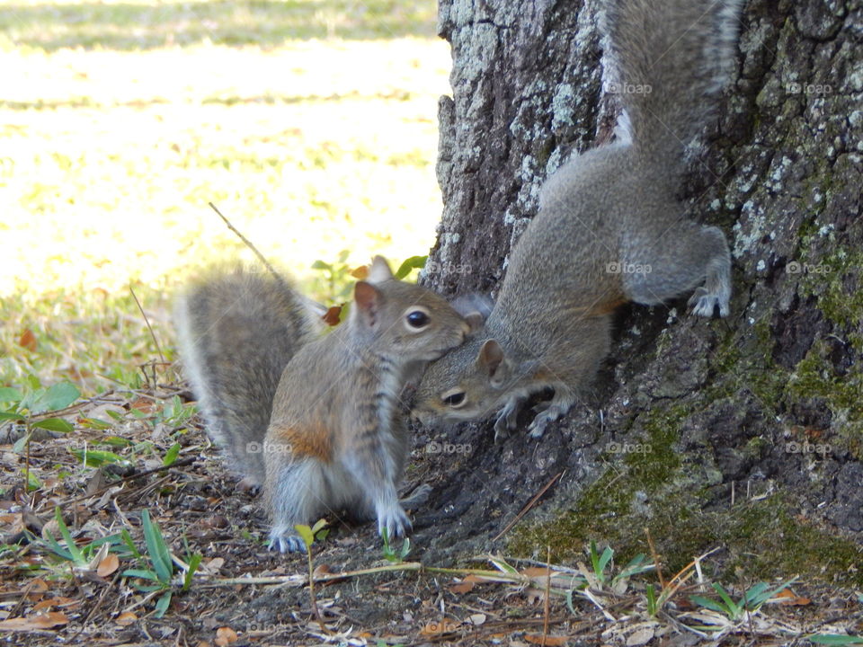 Playfull Squirrels