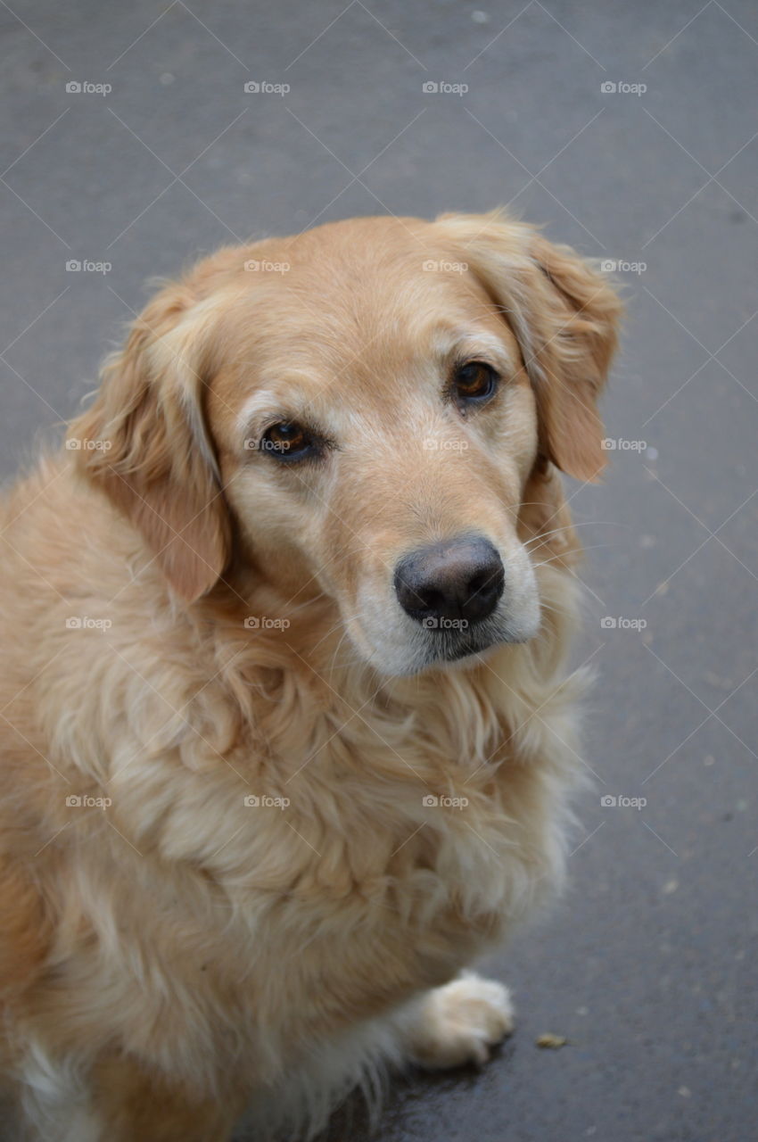 Animals having a hay day