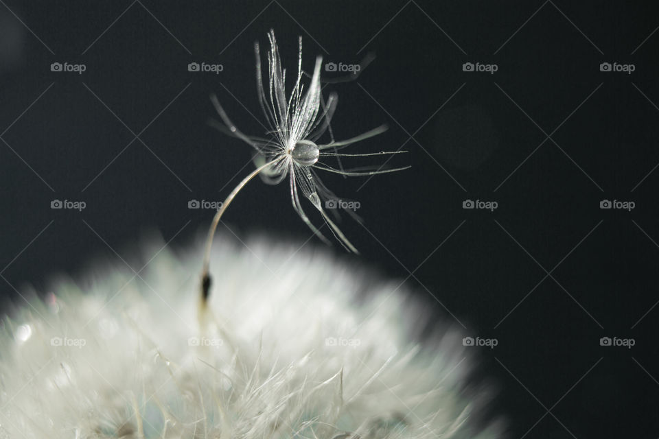 dandelion