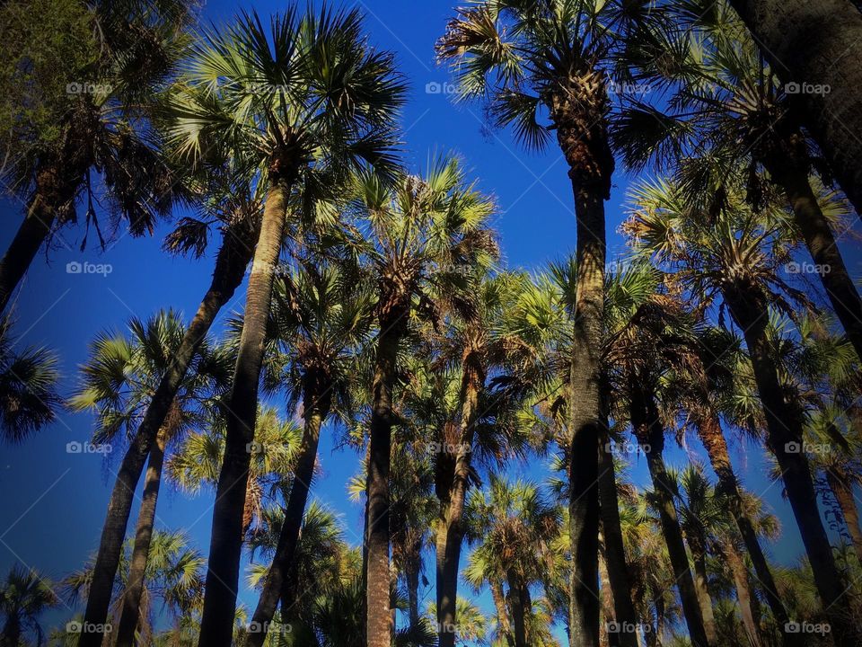 Unique island Palm tree forest.