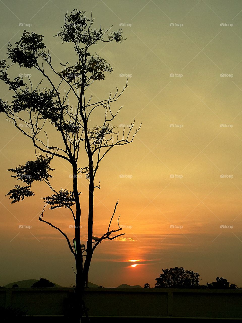 sunlight sunset sun tree. sunlight sunset sun tree shadow