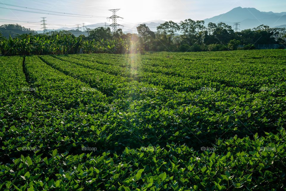 Beautiful tea garden in the morning